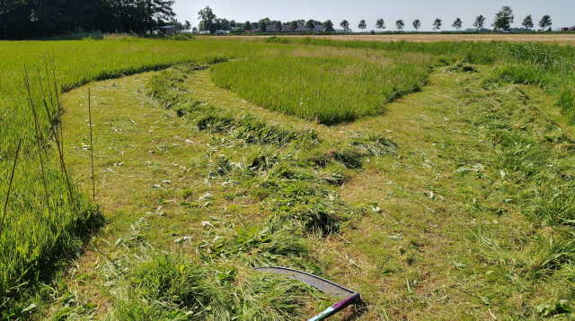 [foto: Grasland Ezinge]